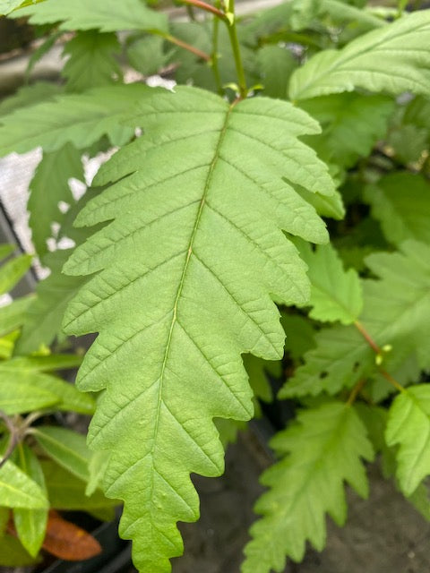 Alnus rubra f. pinnatisecta (Cutleaf Red Alder)
