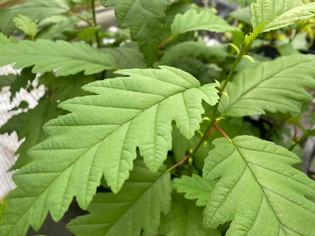 Alnus rubra f. pinnatisecta (Cutleaf Red Alder)