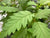Alnus rubra f. pinnatisecta (Cutleaf Red Alder)