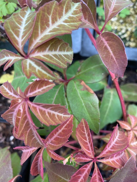 Parthenocissus henryana &#39;Green Velvet&#39;  (Silvervein Creeper)