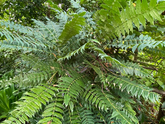 Mahonia x media &#39;Hope&#39; (Hybrid Oregon Grape)