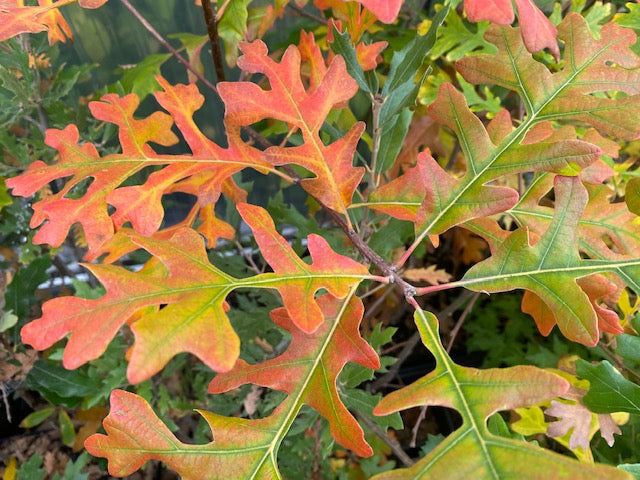 Quercus macrocarpa &#39;Vivaldi&#39; (Bur Oak)