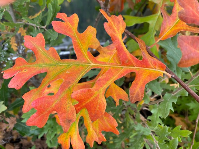 Quercus macrocarpa 'Vivaldi' (Bur Oak)