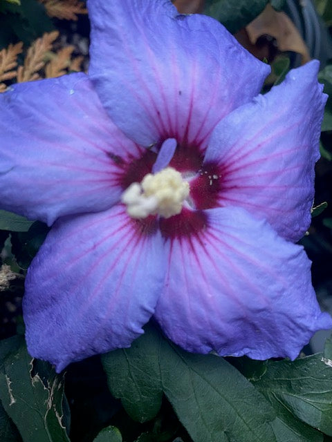Hibiscus syriacus &#39;Paraplu Violet&#39; PPAF CBRAF (Hardy Hibiscus)