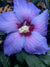 Hibiscus syriacus 'Paraplu Violet' PPAF CBRAF (Hardy Hibiscus)