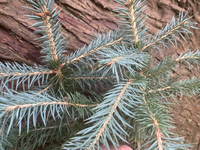 Picea chihuahuana (Chihuahua Spruce)