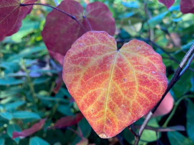 Cercis texensis &#39;Merlot&#39; (Texas Redbud)