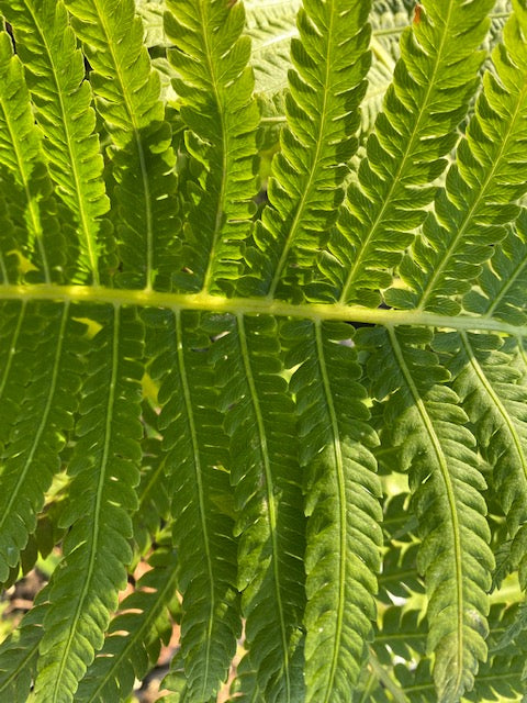 Matteuccia struthiopteris &#39;The King&#39; (Giant Ostrich Fern)