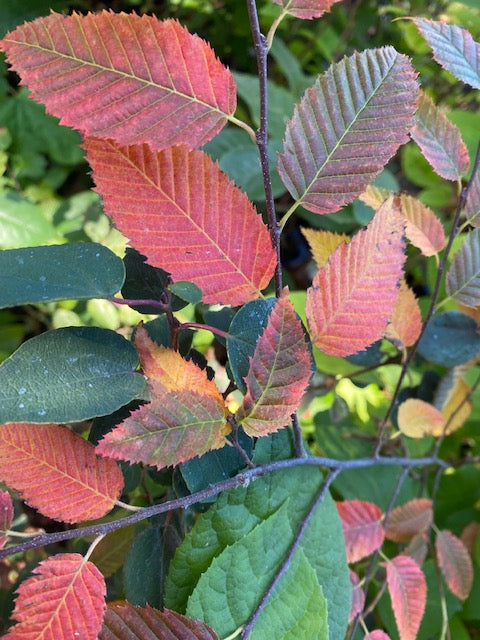 Carpinus caroliniana 'Wisconsin Red' (Hornbeam)