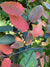 Carpinus caroliniana 'Wisconsin Red' (Hornbeam)