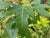 Acer buergerianum (Trident Maple)