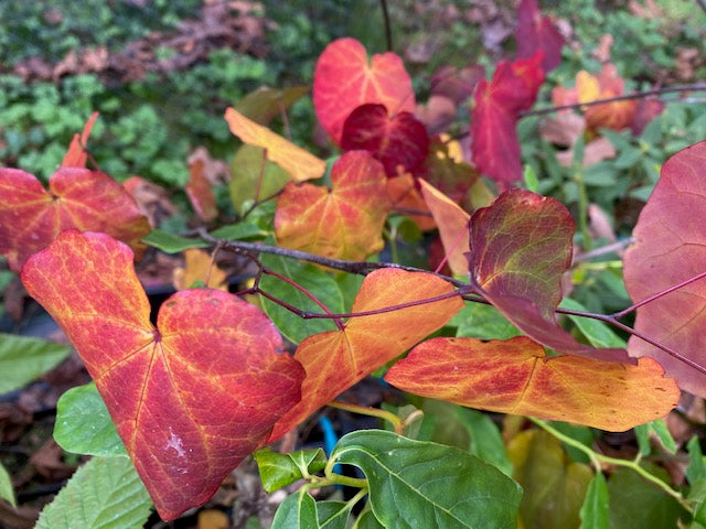 Cercis canadensis 'Black Pearl' PP28627 (Eastern Redbud)