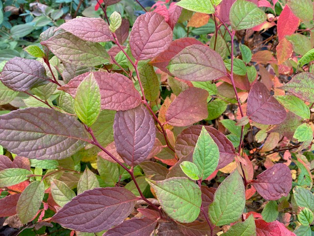 Stewartia pseudocamellia  (Stewartia)