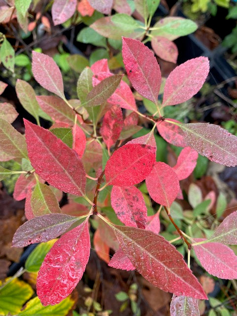 Prunus pumila var. besseyi (Rocky Mountain Cherry)