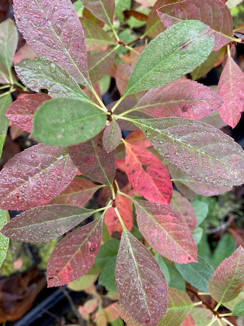 Prunus pumila var. besseyi (Rocky Mountain Cherry)