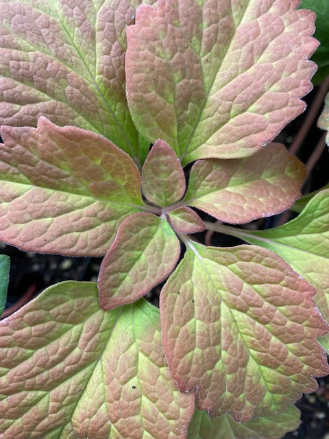 Pachysandra  procumbens (Allegheny Spurge)