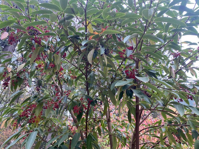 Viburnum henryi  (species Viburnum)