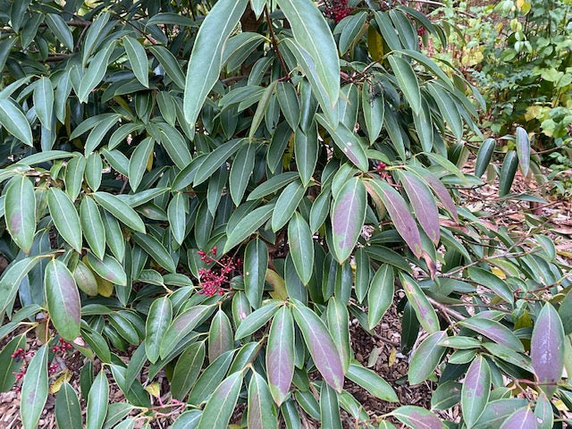 Viburnum henryi  (species Viburnum)
