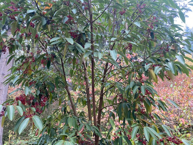Viburnum henryi  (species Viburnum)