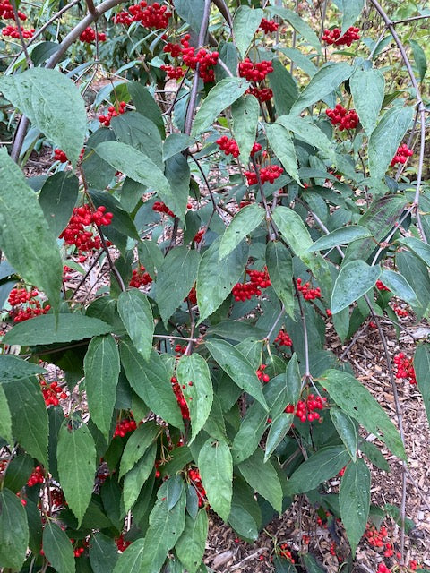 Viburnum setigerum (Tea viburnum)