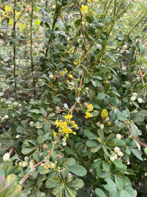 Berberis wilsoniae 'Dwarf Form' (Wilson's Barberry)