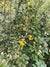 Berberis wilsoniae 'Dwarf Form' (Wilson's Barberry)