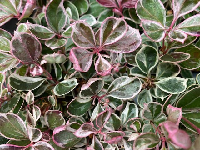 Gaultheria procumbens &#39;Winter Splash&#39; (Variegated Wintergreen)