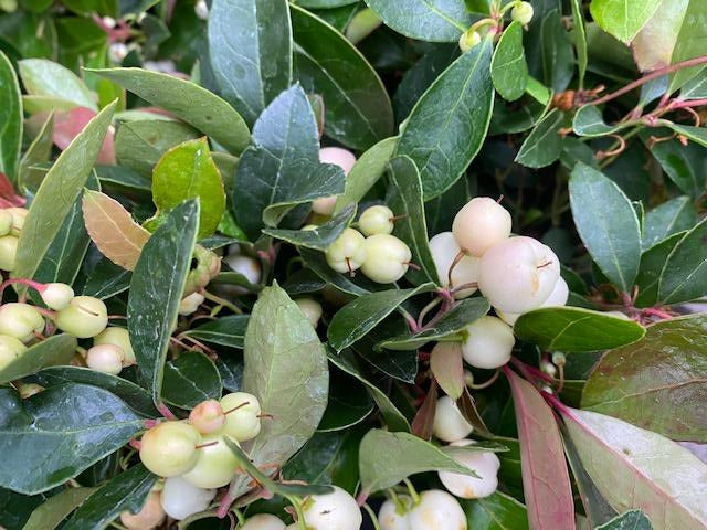 Gaultheria procumbens &#39;Winter Fiesta&#39; (Wintergreen)