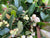 Gaultheria procumbens 'Winter Fiesta' (Wintergreen)