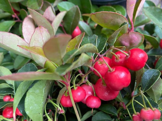 Gaultheria procumbens &#39;Cherry Berries&#39; (Wintergreen)