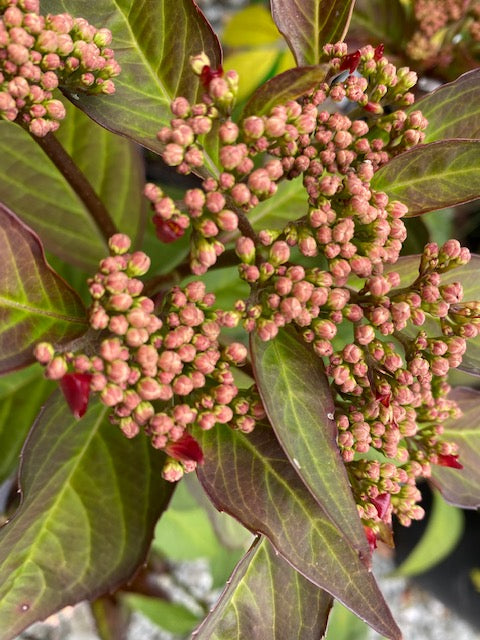 Hydrangea macrophylla &#39;Game Changer Picotee&#39; (Hydrangea)