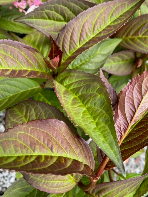 Hydrangea macrophylla &#39;Game Changer Picotee&#39; (Hydrangea)