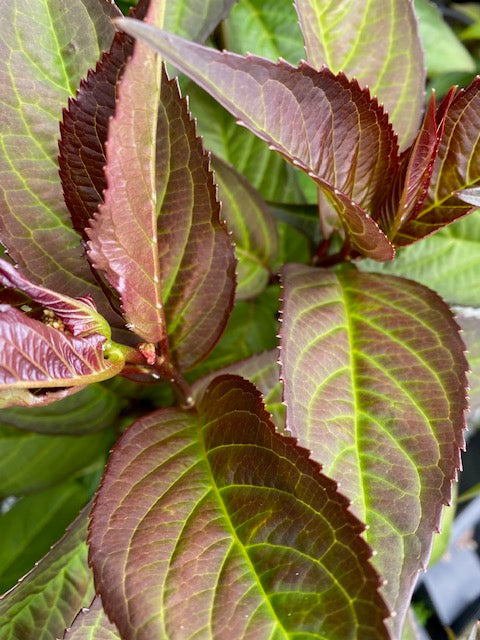 Hydrangea macrophylla &#39;Game Changer Picotee&#39; (Hydrangea)