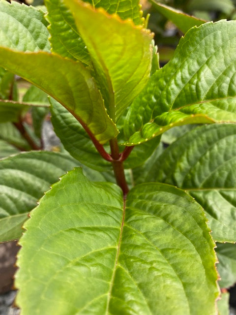 Hydrangea macrophylla 'Game Changer Blue' (Hydrangea)