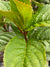 Hydrangea macrophylla 'Game Changer Blue' (Hydrangea)