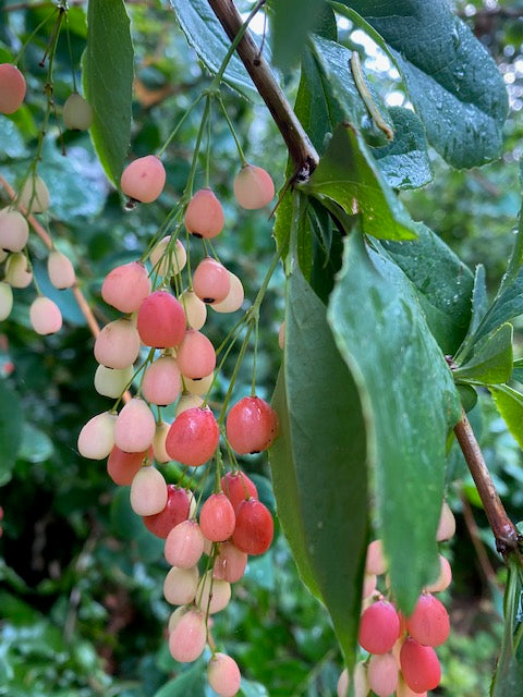 Berberis jamesiana &#39;Exuberant&#39;  (Exuberant Barberry)