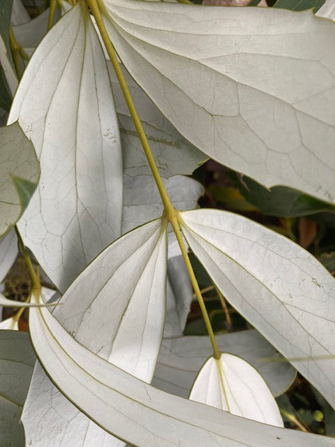 Mahonia gracilipes (Chinese Mahonia)