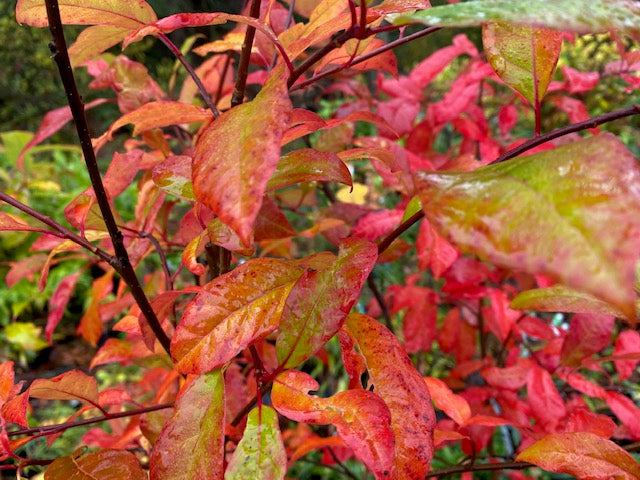 Nyssa sylvatica &#39;Wildfire&#39; (Tupelo Tree)