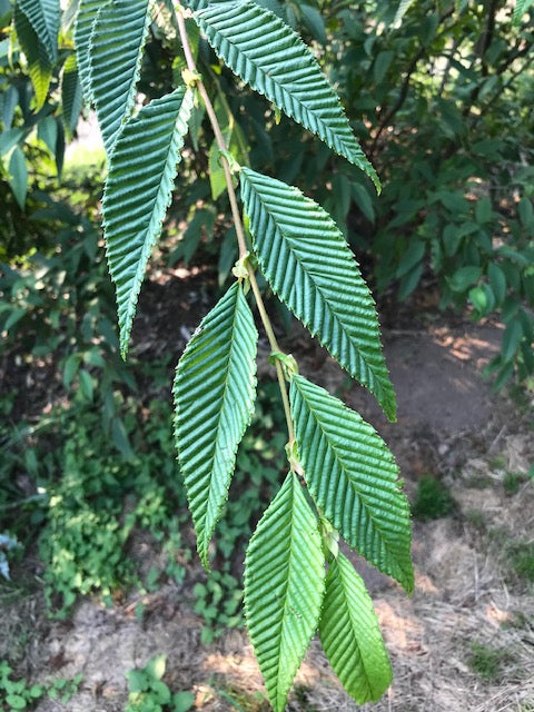 Alnus firma var. multinervis syn. Alnus pendula (Japan Alder)