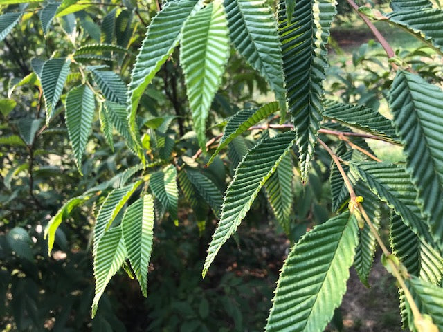 Alnus firma var. multinervis syn. Alnus pendula (Japan Alder)