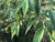 Alnus firma var. multinervis syn. Alnus pendula (Japan Alder)