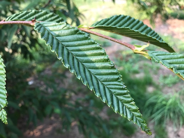 Alnus firma var. multinervis syn. Alnus pendula (Japan Alder)