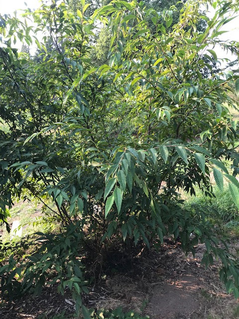 Alnus firma var. multinervis syn. Alnus pendula (Japan Alder)