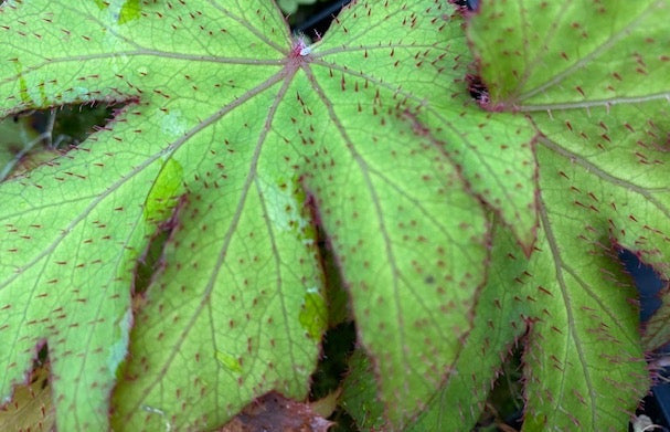 Begonia sp.  ex China (Hardy Begonia)