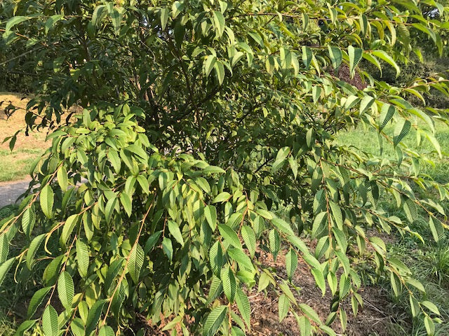 Alnus firma var. multinervis syn. Alnus pendula (Japan Alder)