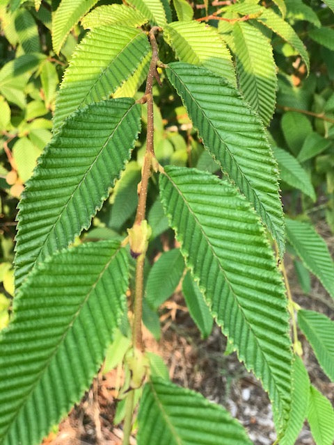Alnus firma var. multinervis syn. Alnus pendula (Japan Alder)