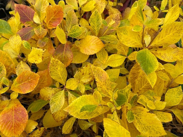 Clethra alnifolia &#39;Vanilla Spice&#39; (Summersweet)