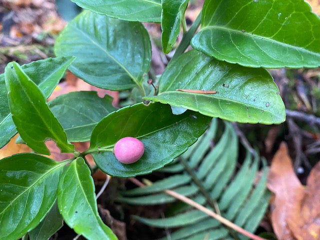 Euonymus sp. CDHM 14676 (Spindle Vine)