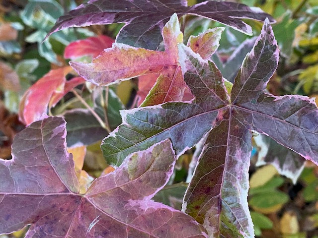 Liquidambar styraciflua &#39;Silver King&#39; (Variegated Sweet Gum)