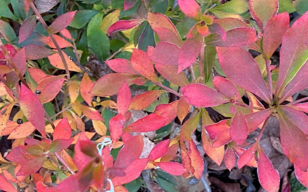 Enkianthus perulatus (White Flowering Enkianthus)